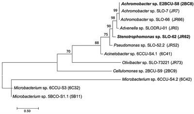 Bioaugmentation of PAH-Contaminated Soils With Novel Specific Degrader Strains Isolated From a Contaminated Industrial Site. Effect of Hydroxypropyl-β-Cyclodextrin as PAH Bioavailability Enhancer